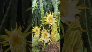 Terpenuhinya NUTRISI dan Pruning Trik Paling Tepat Agar Buah Naga / Dragon Fruit Berbuah Lebat