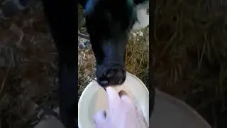 Baby Calf Dunks Head In Milk Bucket lol