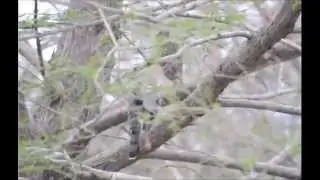 The Saga of Rufous Hawk 2014 - Rufous and his New Lady HD