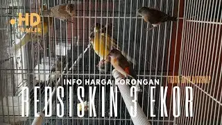 Info Harga jual borongan burung Redsiskin Jenis dilute beserta perbedaan kualitas dengan Klasik