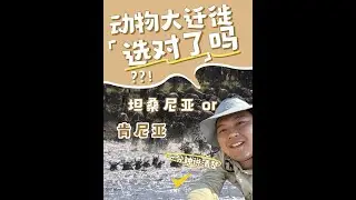 关于动物大迁徙之角马过河的常见问题#坦桑尼亚 #坦桑尼亚地接 #动物大迁徙