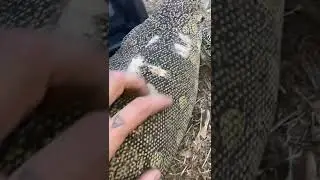 Nile monitor male#rescued  #hatedpeople #hadinfectedburns #obese #healedup #socialized#losingweight