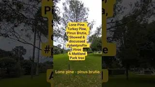 Lone Pine. Turkey Pine,  Pinus Brutia, Showed & discussed #plantprofile  #tree A Maitland Park tree