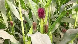 Corn Video | Corn Stock Footage | Crops Stock Video