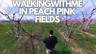 WalkingWithMe: In the Peach Blossom Pink Field