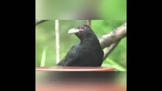 Neighborhood birds - curated moments #birdbehaviour  #birds #nature