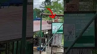 Turkey gossip😂 #maritessgchannel #marites #eavesdropping #tagaytayphilippines