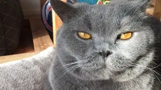 Coconut. Blue British Shorthair.  Christmas Morning - Belly full of Turkey