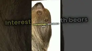 #facts #slothbear #bear | bear fact video|#nature #funfacts #viral short #dd dact#shortsfeed