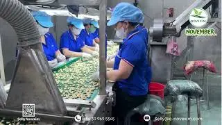Cashew Nuts from Vietnam | November Import Export