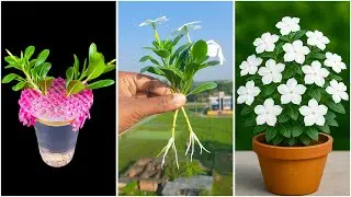 Unique water propagation for growing periwinkle flower plant | 100% success method