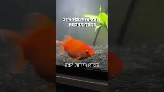 I bet this video can&rsquo;t get the same number of likes and#Comments #Funny #shorts