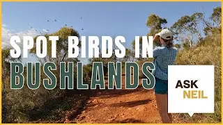 What is the Best Time to Spot Birds in Bushlands | #AskNeil