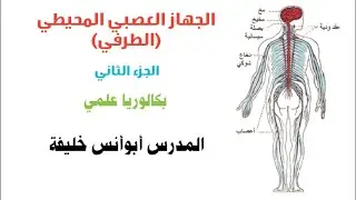 الجهاز العصبي المحيطي الطرفي(2) بكالوريا علمي