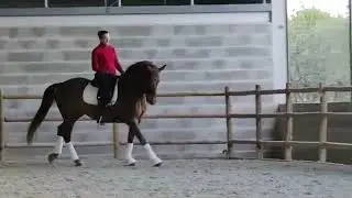 Lusitano Mare SOLD