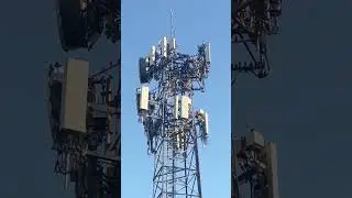Birds on Cell Phone Tower #shorts