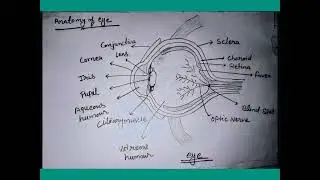Human eye 👁️ #eyes #eye #easydiagram #humaneye #eyedrawing #biology #anatomyart #humananatomy #neet
