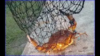 Caught 5th Blue Crab Number With Chicken On String Line