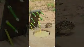 Easy Quail Trap with Genius Idea | #shorts #youtubeshorts #diy #birdtrap