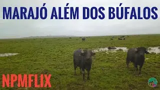 DOCUMENTÁRIO MARAJOARA por Nois Pelo Mundo, MUSEU DO MARAJÓ em CACHOEIRA DO ARARI #925