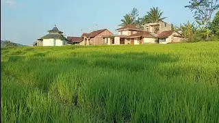 Walk in The Afternoon While Enjoying The View of The Rice Fields