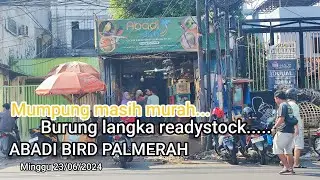 Update stok burung anakan Nuri tanau & Branjangan ntb#abadi bird Palmerah Minggu 23/06/2024