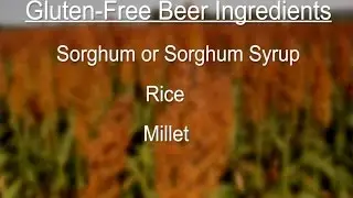 Gluten Free Beer: Real Beer Without the Gluten