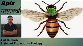 Honey Bee : Digestive system