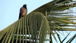 Indian Myna - Acridotheres tristis