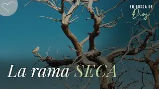 La rama seca | ANC Podcast