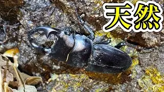 【クワガタ採集】山奥で天然オオクワガタを発見