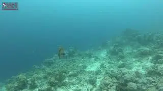TITAN TRIGGERFISH ATTACK