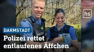 Affe bricht aus Vivarium aus - Polizei rettet das Tier | hessenschau