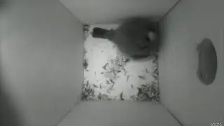 Nestbox 20190307/00:00 - 222 frames with movement