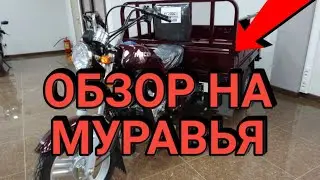 ОБЗОР НА КИТАЙСКОГО МУРАВЬЯ!