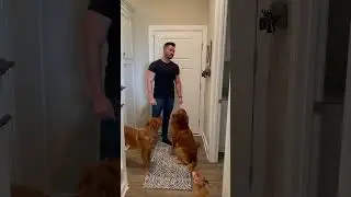 How to Train a Stubborn Dog (Do THIS!) 🐶🔥