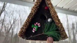Seeded Bird house- My Honest Review