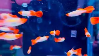 Crazy Guppies at The Aquatic Design Centre