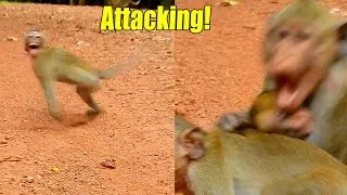 Baby Meiy Got Attacked Seriously By Alberto Till He Cried S-hocking Near Elpida.