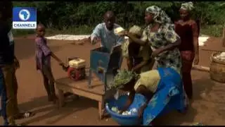 Big Story On Nigerian Agric Industry And Yam Exports Pt.3