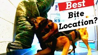 Police K9 Training Patrol Dog School: Avoid Engagement Failure Part 2