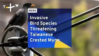 Invasive Bird Species Threatening Taiwanese Crested Myna | TaiwanPlus News