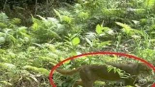 Rare Captured Photograph Of Elusive Bay Cat In Borneo Rainforest