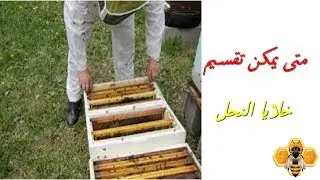 متى يمكن تقسيم خلايا النحل؟