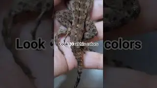 Juvenile Black Spiny Tailed Iguana 🦎 Banana Pectinata #iguana #reptiles #cute #cutebaby #baby #pets