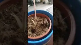 #Alocasia offsets#separated it 2 days ago from the mother plant watch my previous videos please