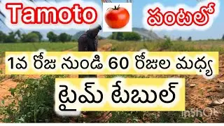 టమోటోలో 1 వ రోజు నుండి 60రోజులవరకు ఏ టమోటో యాజమాన్య పద్ధతులు ఉపయోగించాలో తెలుసుకుందాం#tamoto #farmer