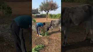 जन्म दिवस पर गौमाता को खिलाया हरा चारा #goumata #gomata #cow #cowvideos #cowlover #animals #गौमाता 