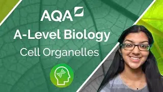 AQA A Level Biology: Cell Organelles