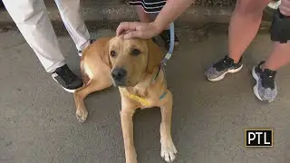 Canine Companions pups trained to help veterans too